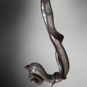 Boiga dendrophila | Black Mangrove Snake