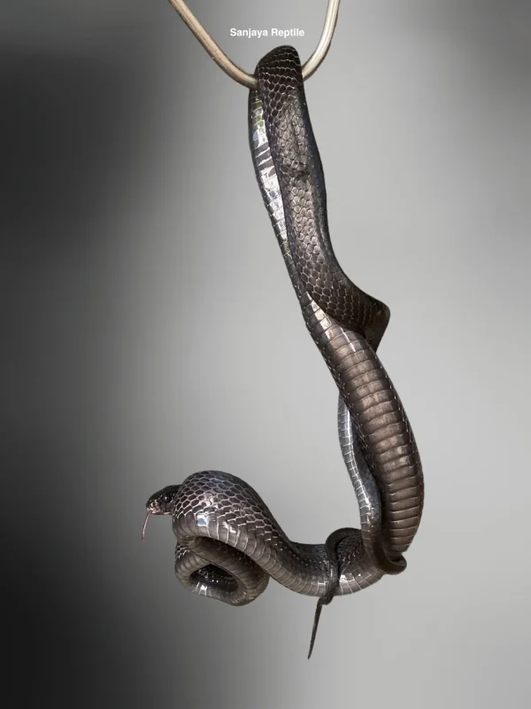 Boiga dendrophila | Black Mangrove Snake