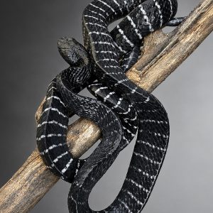 Boiga dendrophila | Axanthic Mangrove Snake
