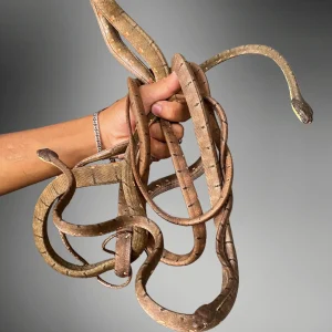 Boiga drapiezii | White Spotted Cat Snake