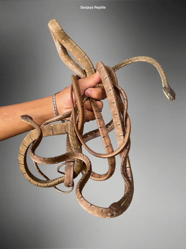 Boiga drapiezii | White Spotted Cat Snake
