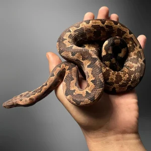 Candoia paulsoni | Halmahera Ground Boa
