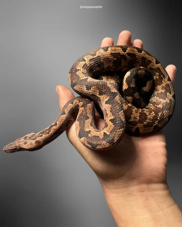 Candoia paulsoni | Halmahera Ground Boa