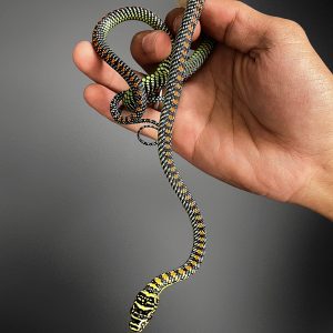 Chrysopelea laevis | Smooth Flying Snake