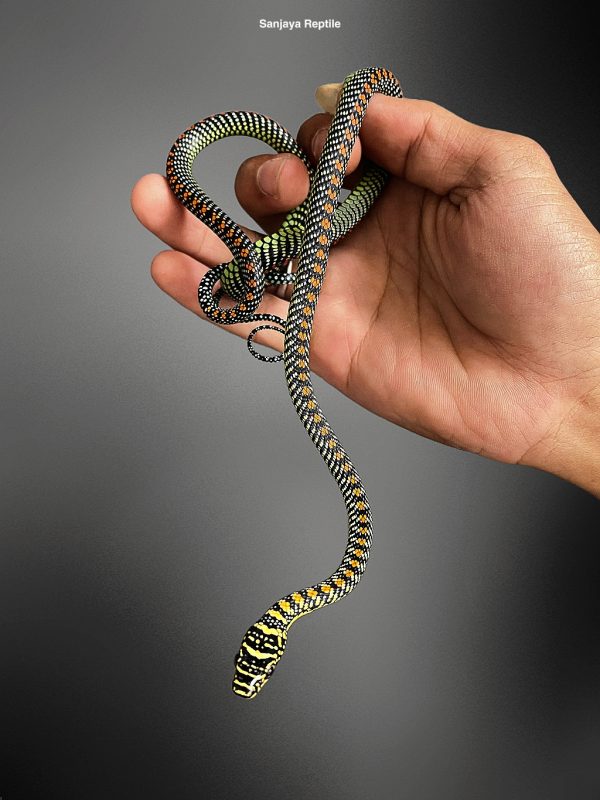 Chrysopelea laevis | Smooth Flying Snake