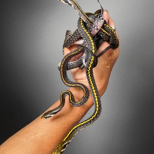 Coelognathus flavolineata | Black-tailed Racer