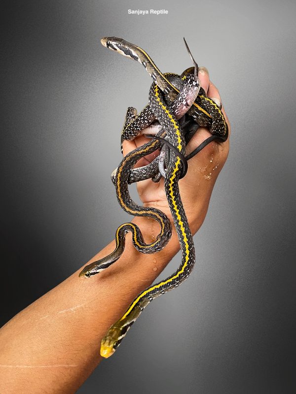 Coelognathus flavolineata | Black-tailed Racer
