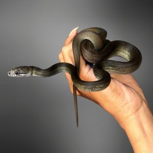 Apodora papuana | Papuan Olive Python
