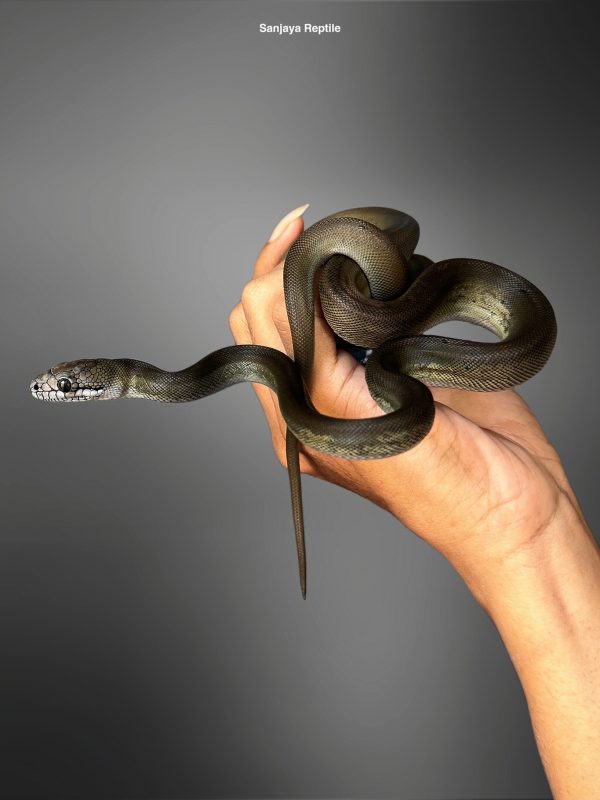 Apodora papuana | Papuan Olive Python