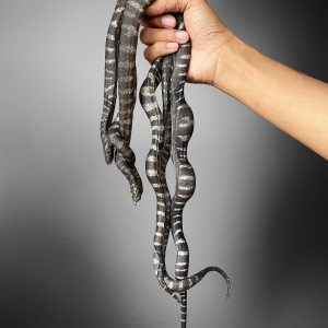 Banded Elephant's Trunk Snake (Acrochordus granulatus)