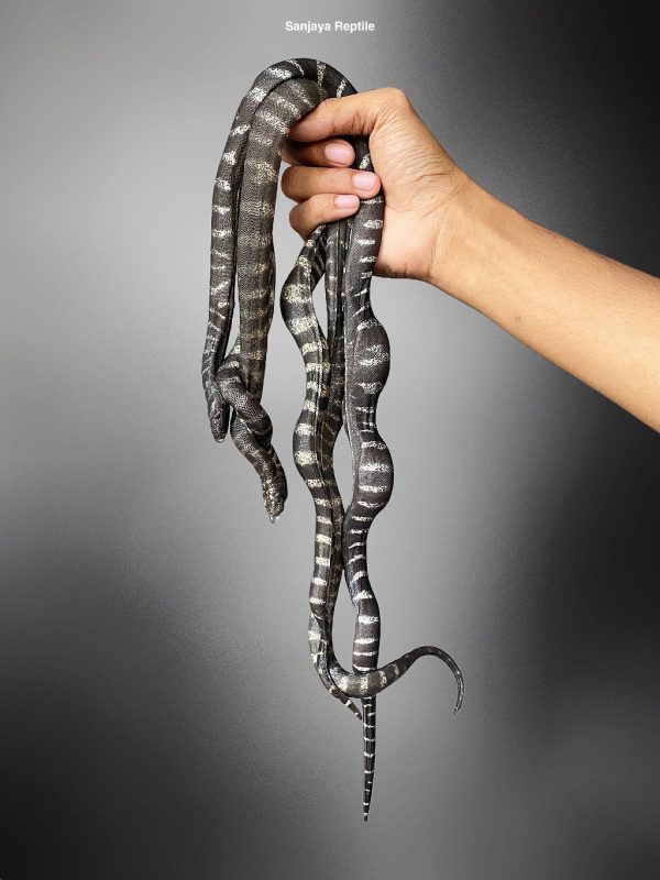 Banded Elephant's Trunk Snake (Acrochordus granulatus)