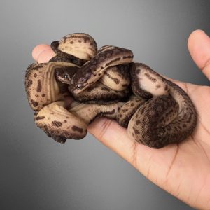 Elephant's Trunk Snake (Acrochordus javanicus)