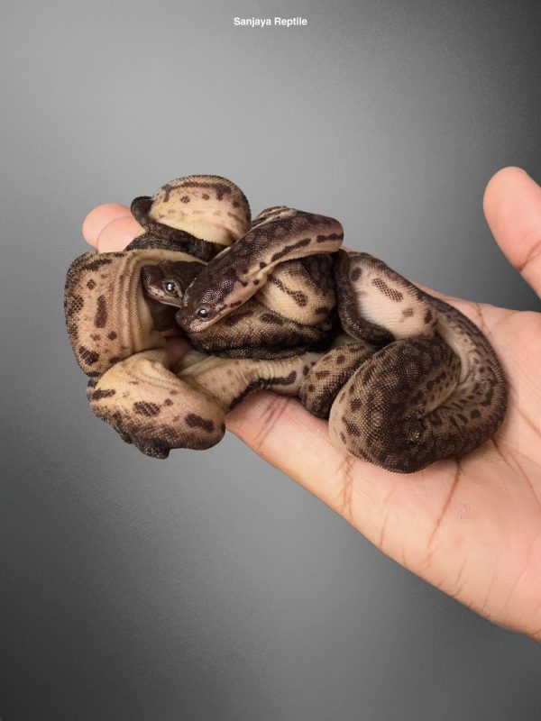 Elephant's Trunk Snake (Acrochordus javanicus)