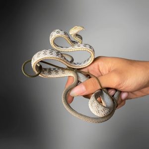 Spotted Whipsnake (Ahaetulla fasciolata)