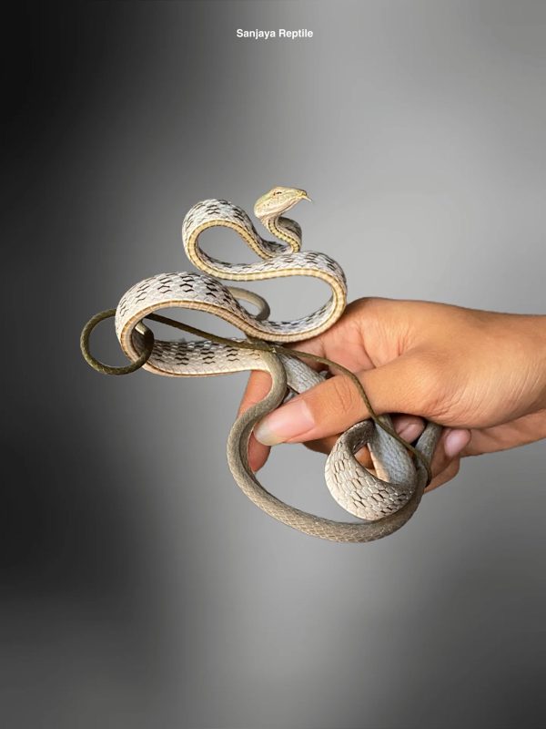 Spotted Whipsnake (Ahaetulla fasciolata)