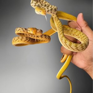 Oriental Whip Snake (Yellow) (Ahaetulla prasina)