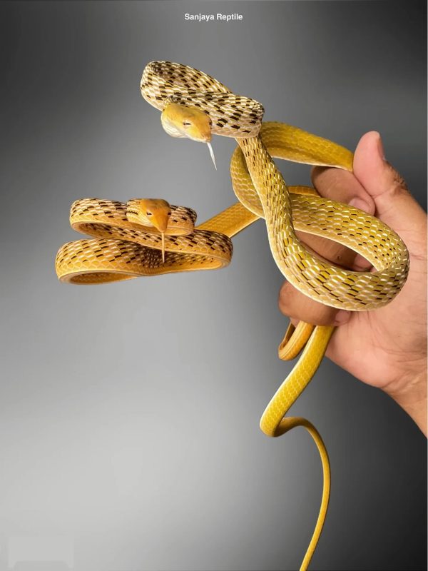 Oriental Whip Snake (Yellow) (Ahaetulla prasina)