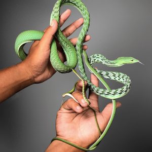 Oriental Whip Snakes (Green) (Ahaetulla prasina)