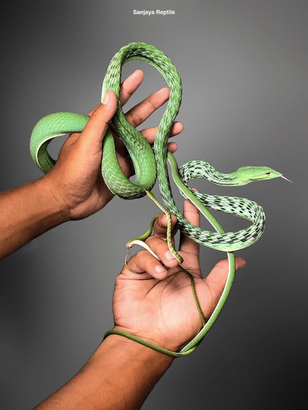 Oriental Whip Snakes (Green) (Ahaetulla prasina)