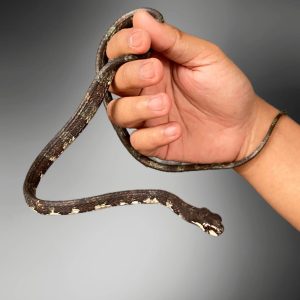 Snail Eating Snake (Aplopeltura boa)