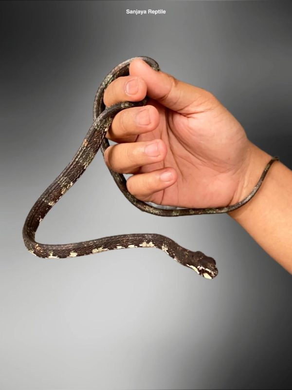 Snail Eating Snake (Aplopeltura boa)