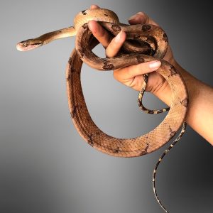 Dog Faced Mangrove Snake (Boiga cynodon)