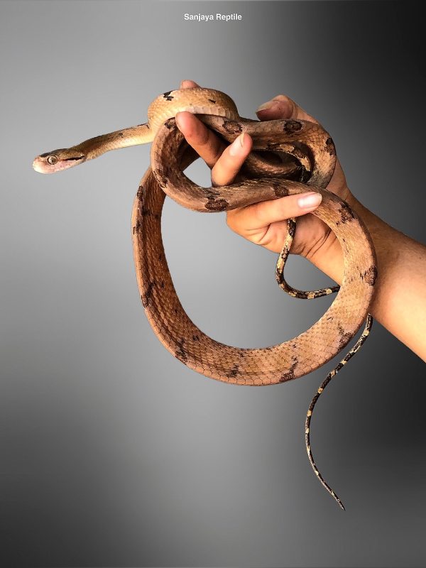 Dog Faced Mangrove Snake (Boiga cynodon)