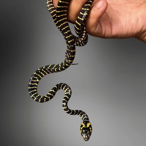 Mangrove Snake (Boiga dendrophila)