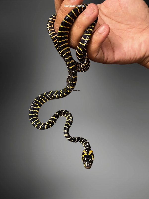 Mangrove Snake (Boiga dendrophila)