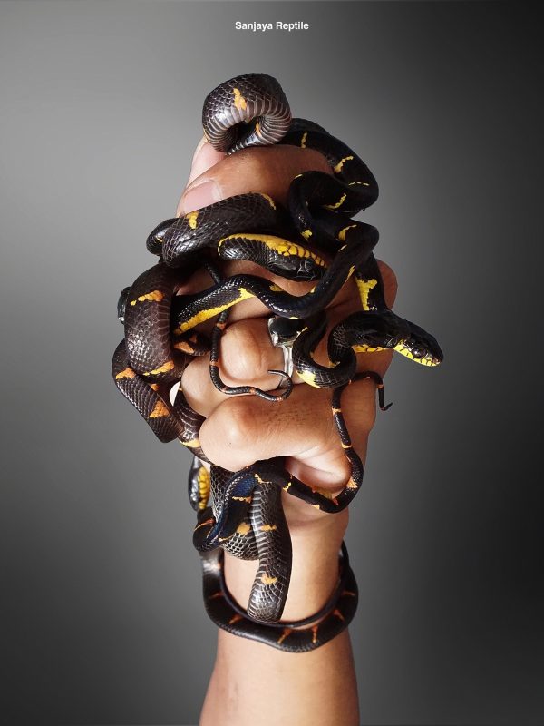 Sumatra's Mangrove snake (Boiga dendrophila)