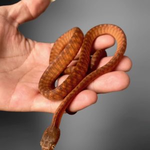 Brown tree snake (Boiga irregularis)
