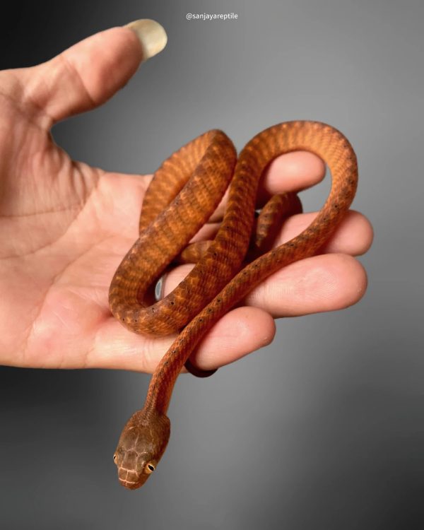 Brown tree snake (Boiga irregularis)