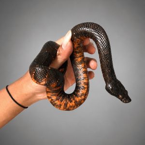 Papuan Ground Boa (Viper boa) (Candoia aspera)