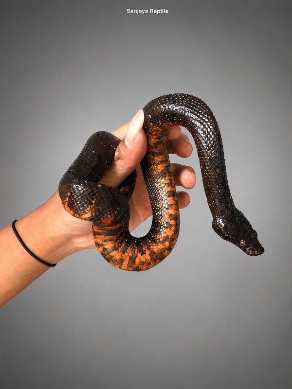 Papuan Ground Boa (Viper boa) (Candoia aspera)