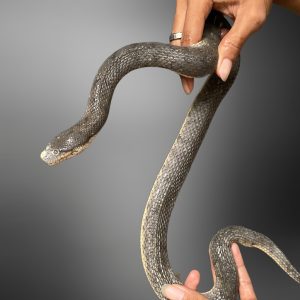 Dog Face Water Snake (Cerberus schneiderii)