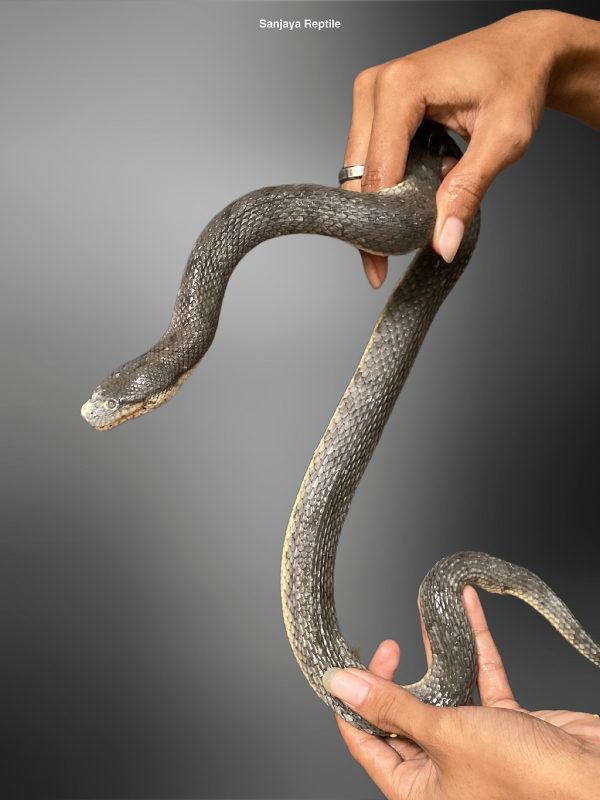 Dog Face Water Snake (Cerberus schneiderii)