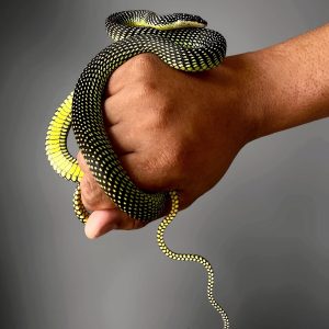 Paradise Flying Tree Snake (Chrysopelea paradisi)