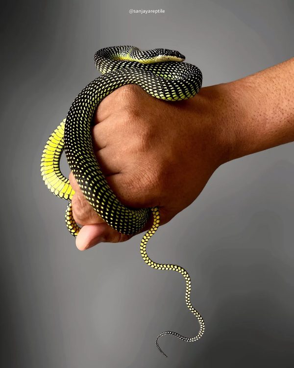 Paradise Flying Tree Snake (Chrysopelea paradisi)