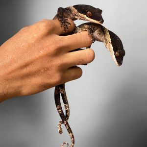 Giant Bent Toed Gecko (Cyrtodactylus irianjayaensis)