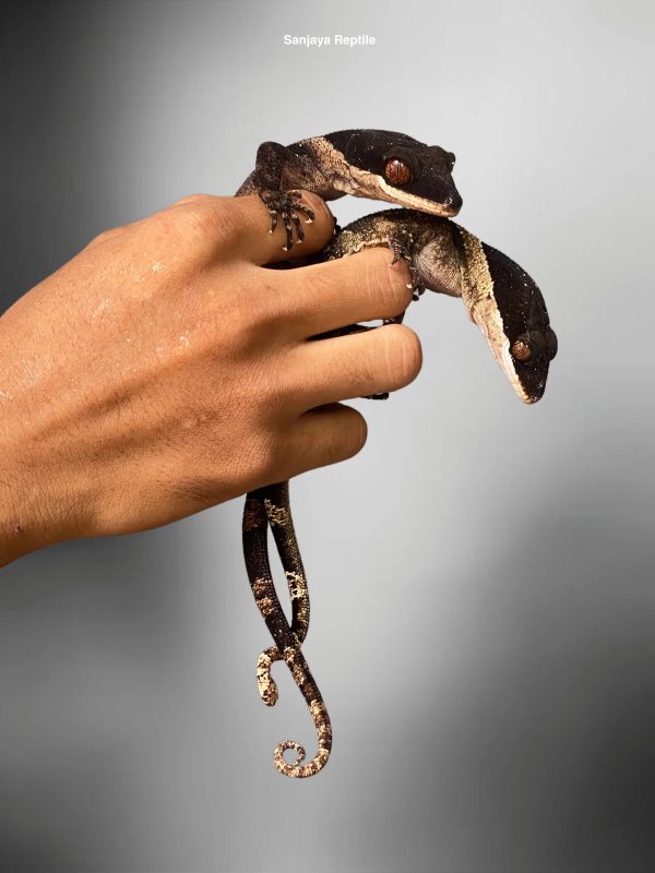 Giant Bent Toed Gecko (Cyrtodactylus irianjayaensis)
