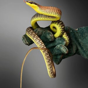 Kopstein's Bronze-back Snake (Dendrelaphis kopsteini)