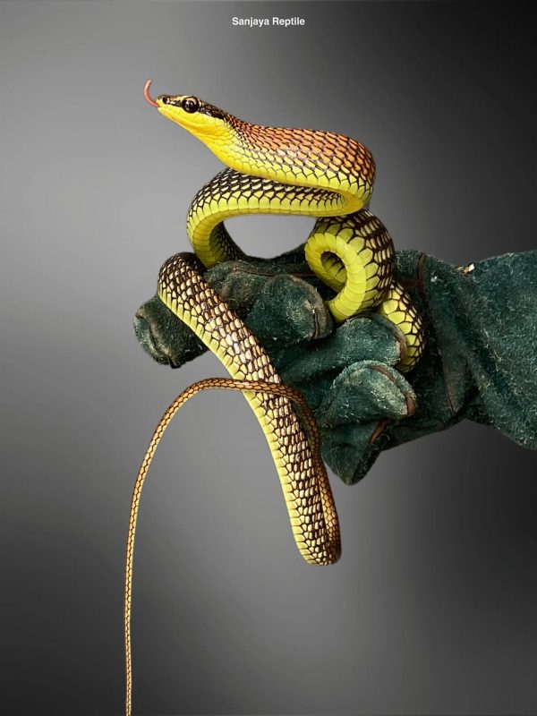Kopstein's Bronze-back Snake (Dendrelaphis kopsteini)