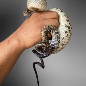 Jansen's Racer (Gonyosoma janseni)
