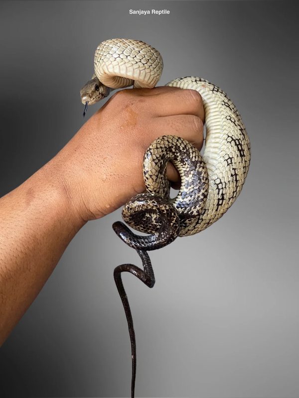 Jansen's Racer (Gonyosoma janseni)