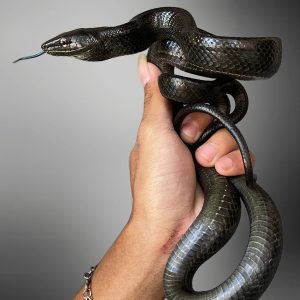 Red-tailed Green Ratsnake (Black) (Gonyosoma oxycephalum)