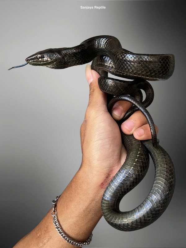 Red-tailed Green Ratsnake (Black) (Gonyosoma oxycephalum)