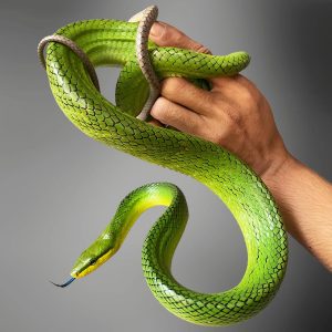 Red-tailed Green Ratsnake (Green) (Gonyosoma oxycephalum)