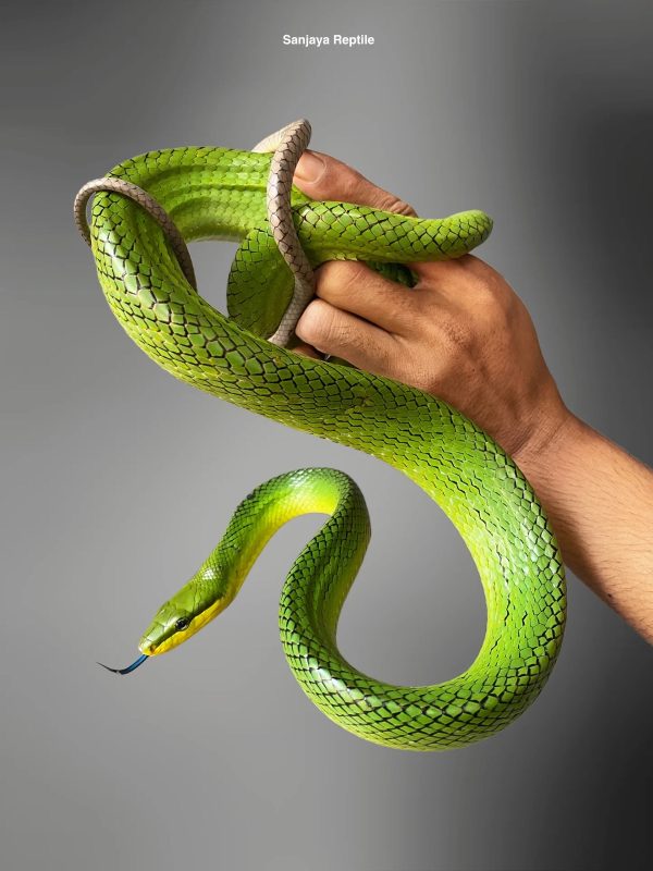 Red-tailed Green Ratsnake (Green) (Gonyosoma oxycephalum)