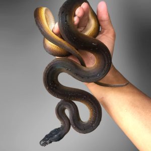 White Lipped Python (Leiopython albertisi)