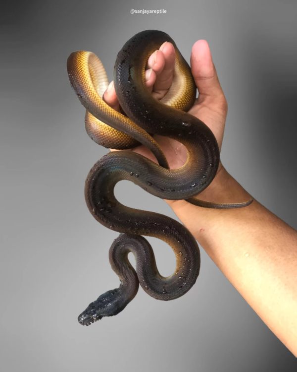 White Lipped Python (Leiopython albertisi)